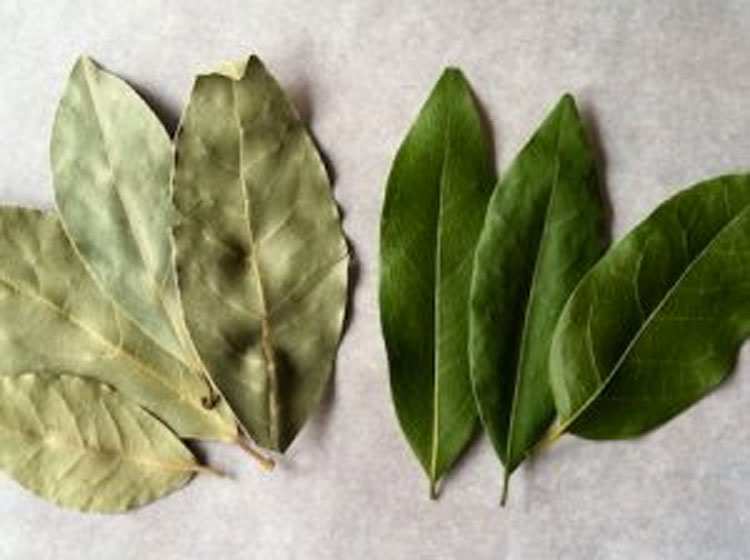 Esto es lo que sucede si quemas una hoja de laurel en tu casa y esperas unos minutos