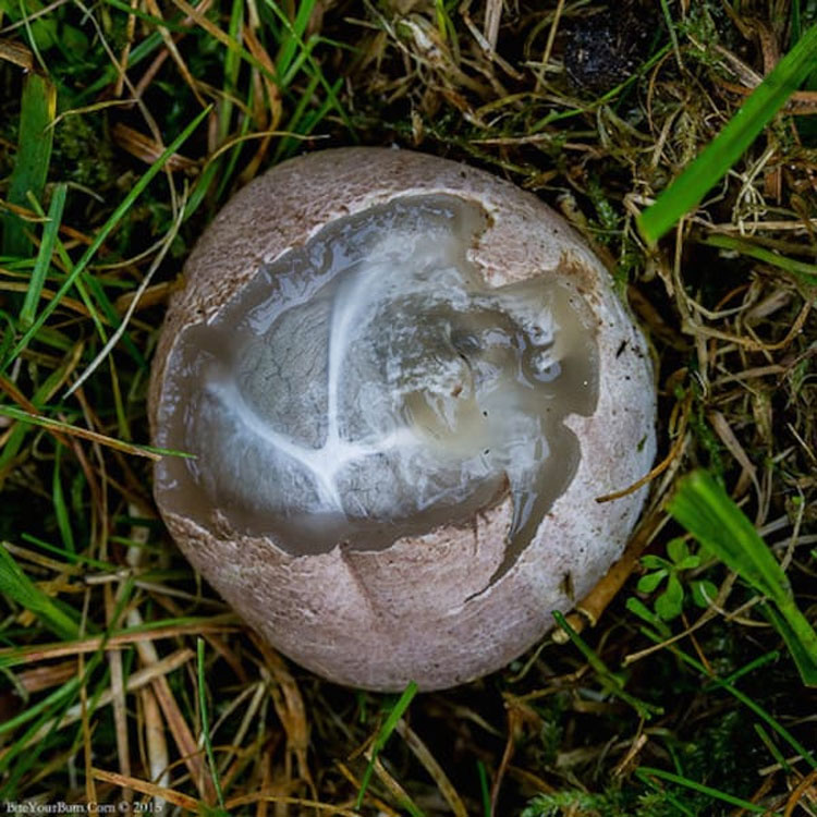 Se encuentra una bola de aspecto espeluznante que se mueve en la hierba, pero no era un huevo