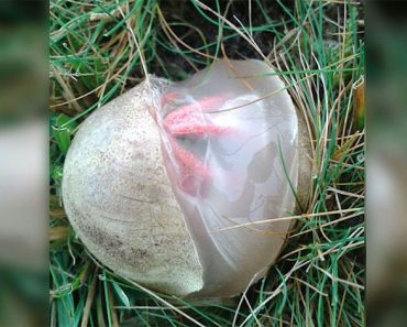 Se encuentra una bola de aspecto espeluznante que se mueve en la hierba, pero no era un huevo