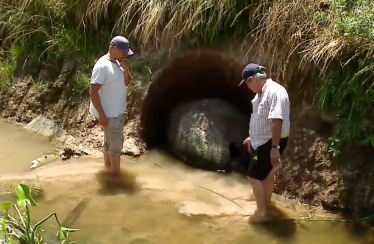 Este granjero encontró un enorme "huevo de dinosaurio", pero descubrió que era algo más raro