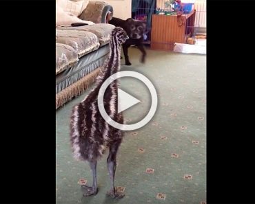 Este bebé emú lanza un hilarante ataque cuando un perro camina por la habitación