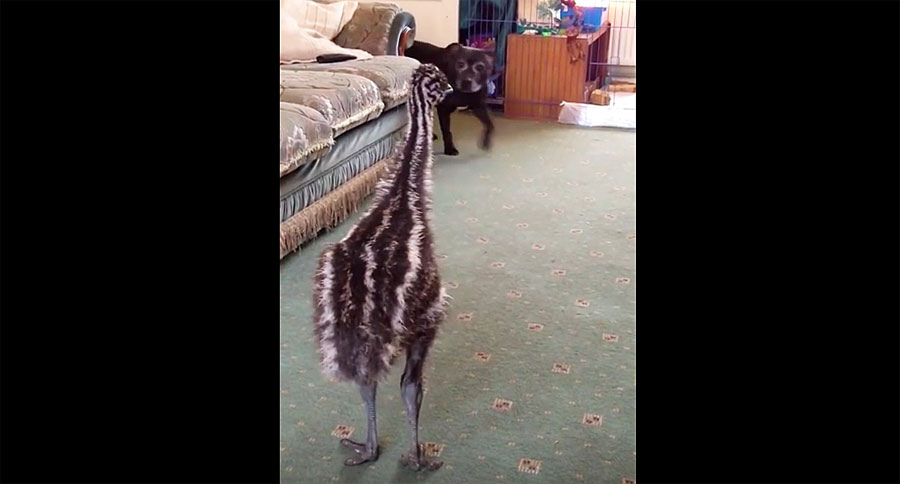 Este bebé emú lanza un hilarante "ataque" cuando un perro camina por la habitación 1