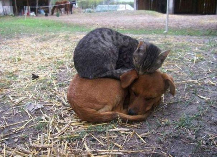 25 fotos hilarantes de gatos durmiendo sobre perros. Mucha atención a la última...