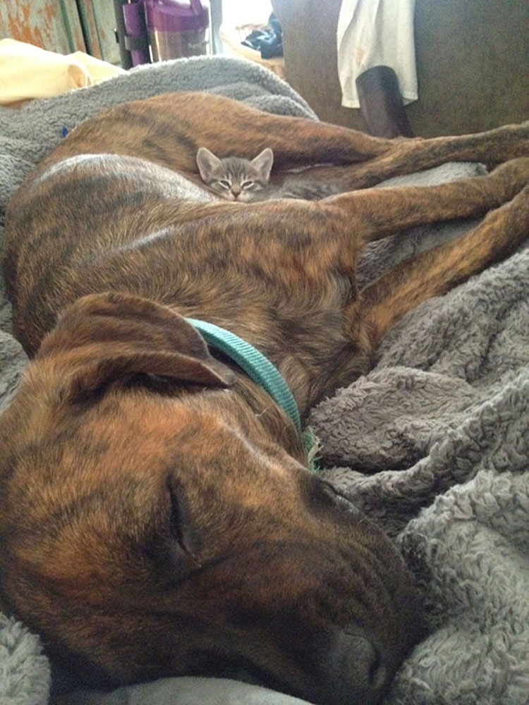 25 fotos hilarantes de gatos durmiendo sobre perros. Mucha atención a la última...