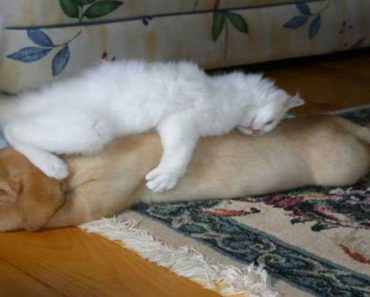 25 fotos hilarantes de gatos durmiendo sobre perros. Mucha atención a la última...