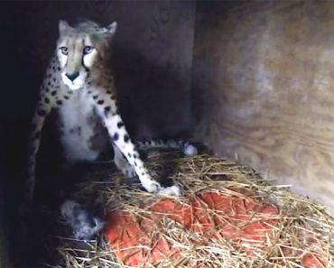Esta madre guepardo da a luz cinco cachorros en el zoológico Metro de Richmond