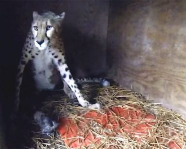 Esta madre guepardo da a luz cinco cachorros en el zoológico Metro de Richmond 1 Esta madre guepardo da a luz cinco cachorros en el zoológico Metro de Richmond