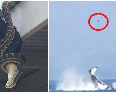 13 imágenes impactantes que muestran que la naturaleza es en realidad aterradora...