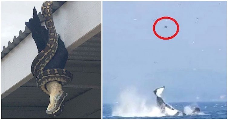 13 imágenes impactantes que muestran que la naturaleza es en realidad aterradora...