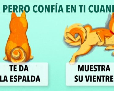 16 pistas útiles para cualquiera que quiera entender mejor a los perros