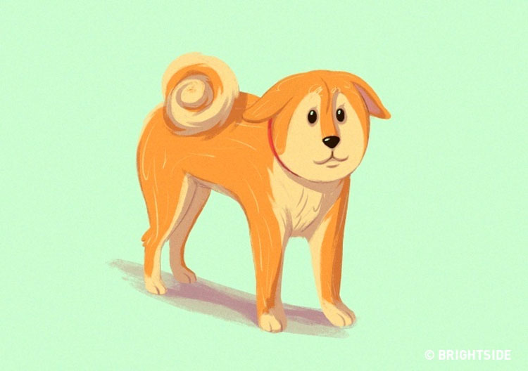 16 pistas útiles para cualquiera que quiera entender mejor a los perros