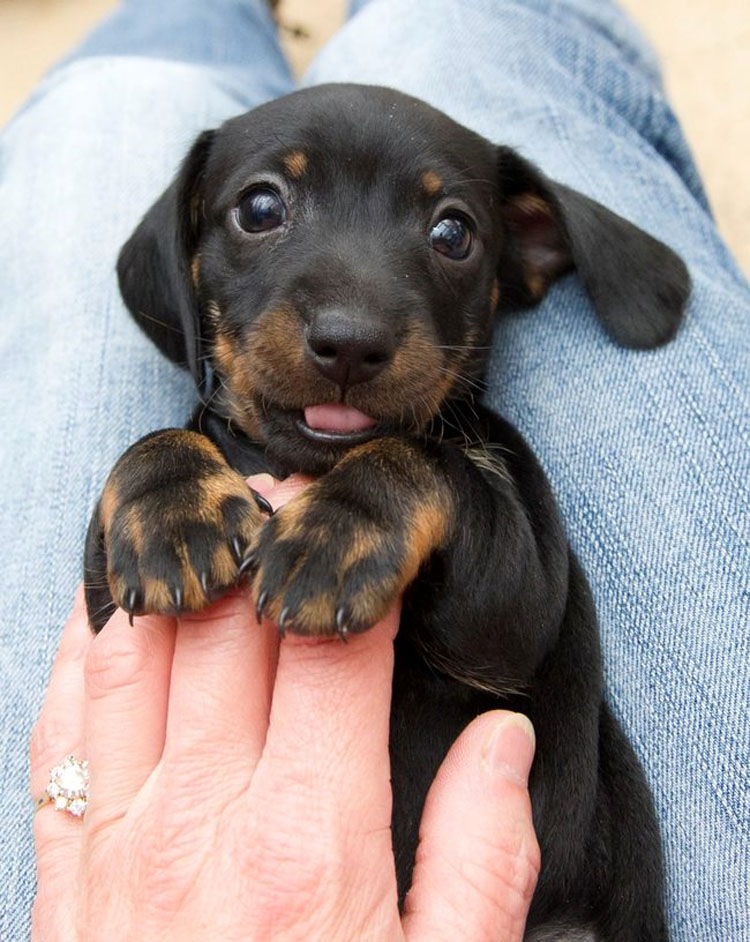 Los mini-perritos son reales - y están a punto de conquistar el mundo...