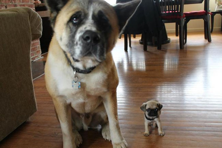 Los mini-perritos son reales - y están a punto de conquistar el mundo...