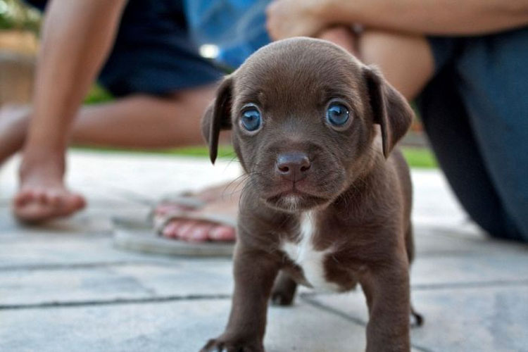 Los mini-perritos son reales - y están a punto de conquistar el mundo...