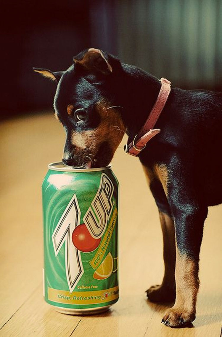 Los mini-perritos son reales - y están a punto de conquistar el mundo...