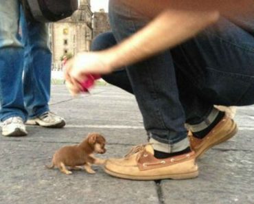 Los mini-perritos son reales - y están a punto de conquistar el mundo...