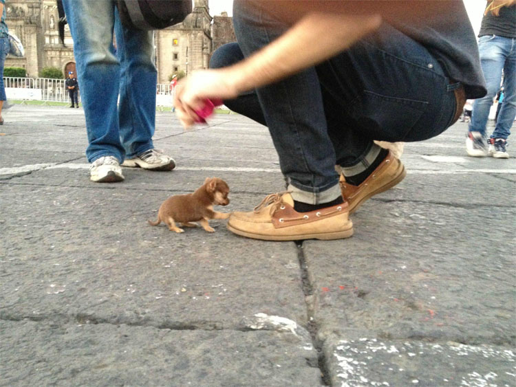 Los mini-perritos son reales - y están a punto de conquistar el mundo...