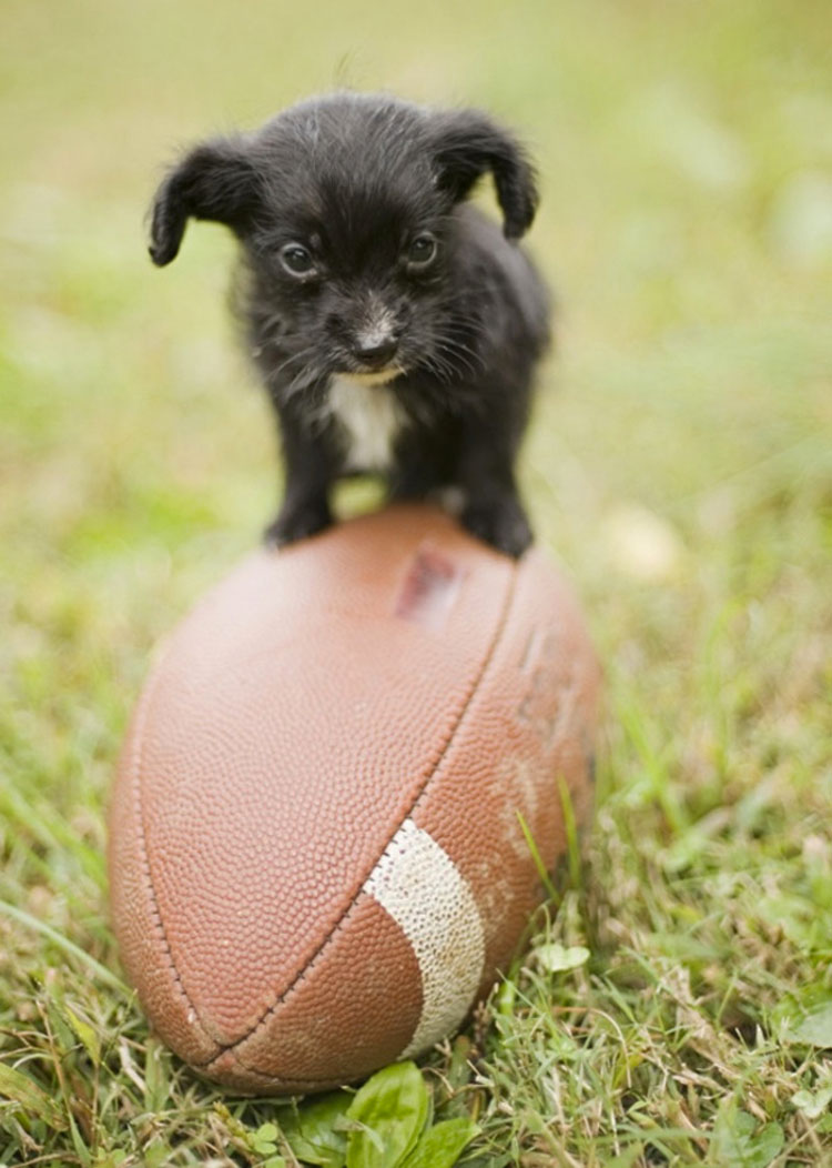 Los mini-perritos son reales - y están a punto de conquistar el mundo...