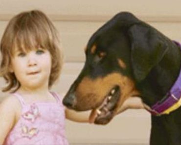 Los padres se horrorizan cuando este doberman se lleva a su hija. Pero luego se dan cuenta de por qué...