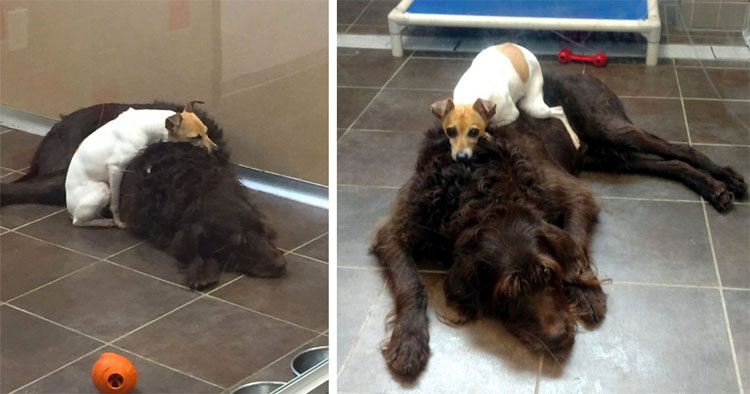 Estos perros fueron abandonados y no dejan de abrazarse el uno al otro en el refugio, son inseparables