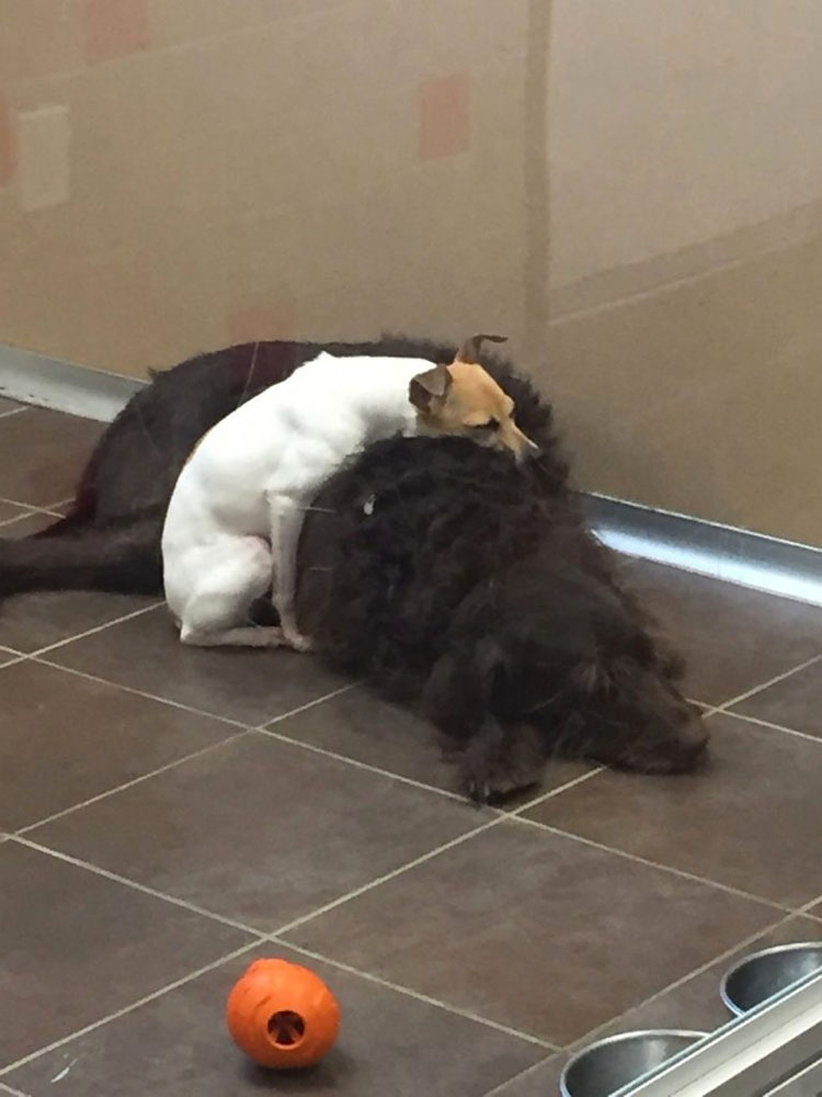 Estos perros fueron abandonados y no dejan de abrazarse el uno al otro en el refugio, son inseparables