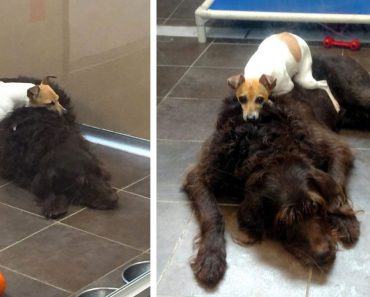 Estos perros fueron abandonados y no dejan de abrazarse el uno al otro en el refugio, son inseparables