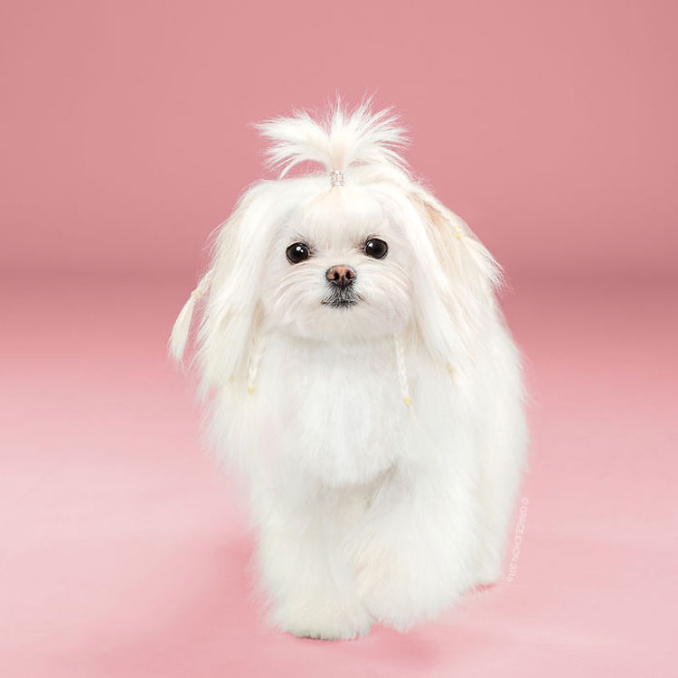 No te pierdas estas imágenes de perritos antes y después de su corte de pelo (16 imágenes)