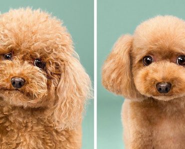 No te pierdas estas imágenes de perritos antes y después de su corte de pelo (16 imágenes)