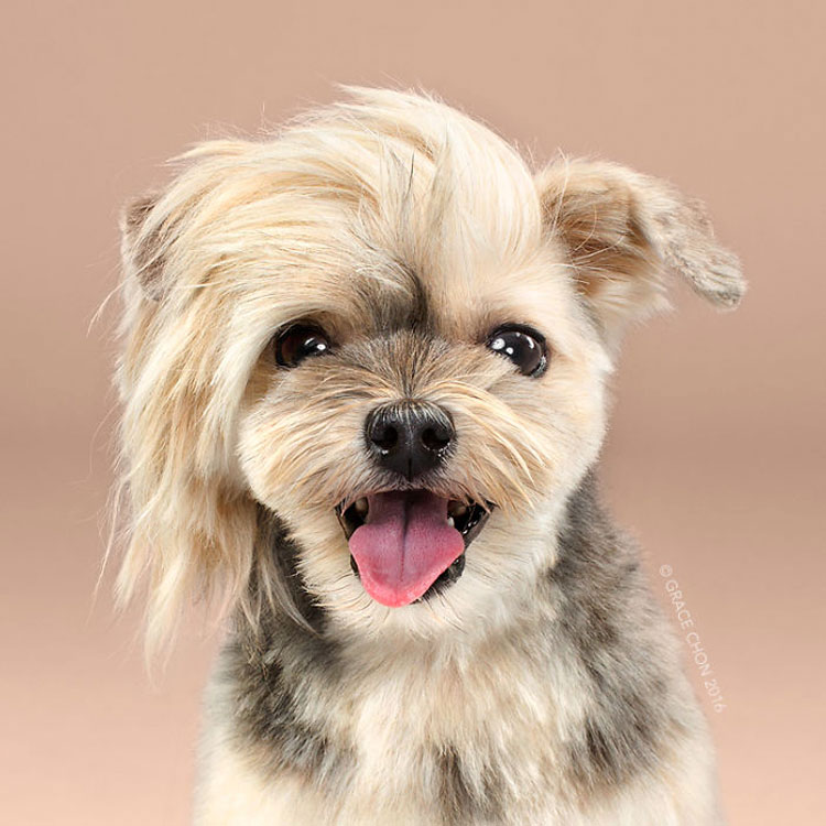 No te pierdas estas imágenes de perritos antes y después de su corte de pelo (16 imágenes)