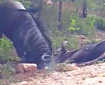 Este ñu se estaba muriendo en el suelo, y una cámara captura a su amigo haciendo esto