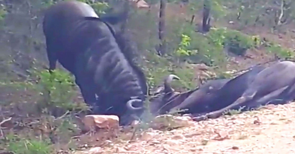 Este ñu se estaba muriendo en el suelo, y una cámara captura a su amigo haciendo esto