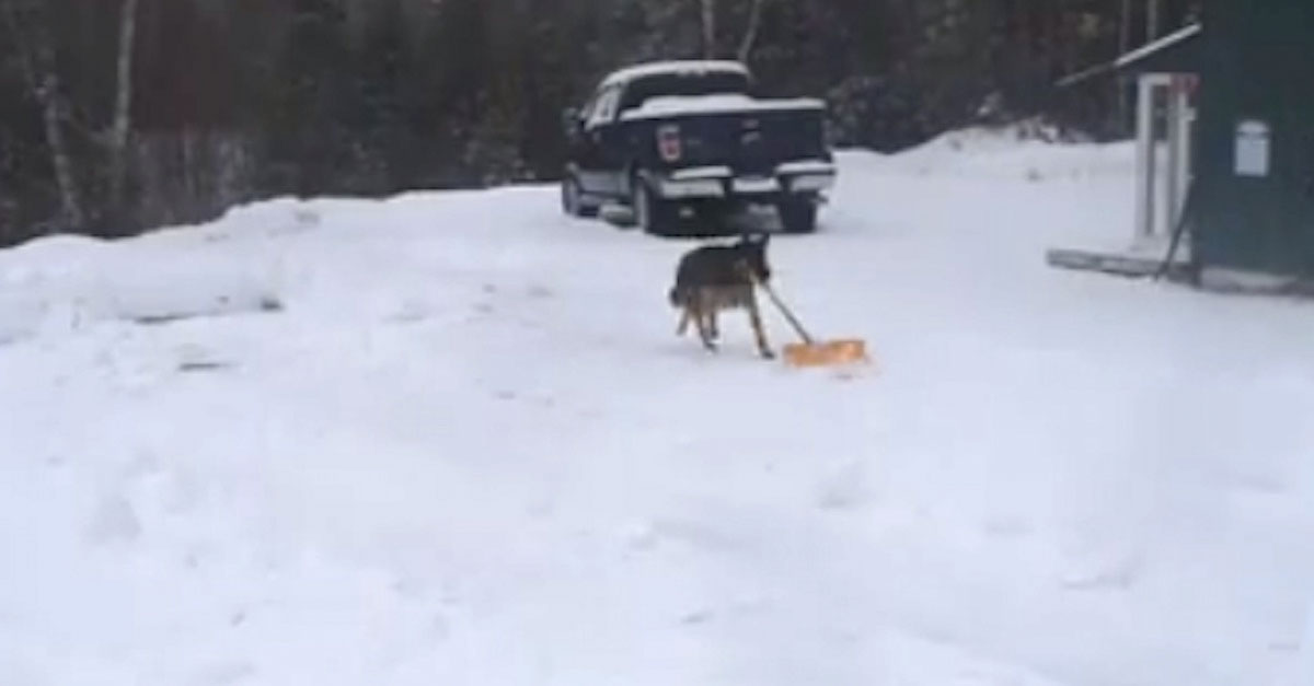 Comienza a grabar cuando su pastor alemán recoge una pala para ayudar a limpiar la nieve