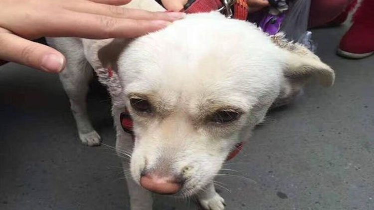 Este perro se recupera milagrosamente después de que le dispararan dos veces con flechas