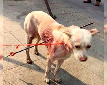 Este perro se recupera milagrosamente después de que le dispararan dos veces con flechas