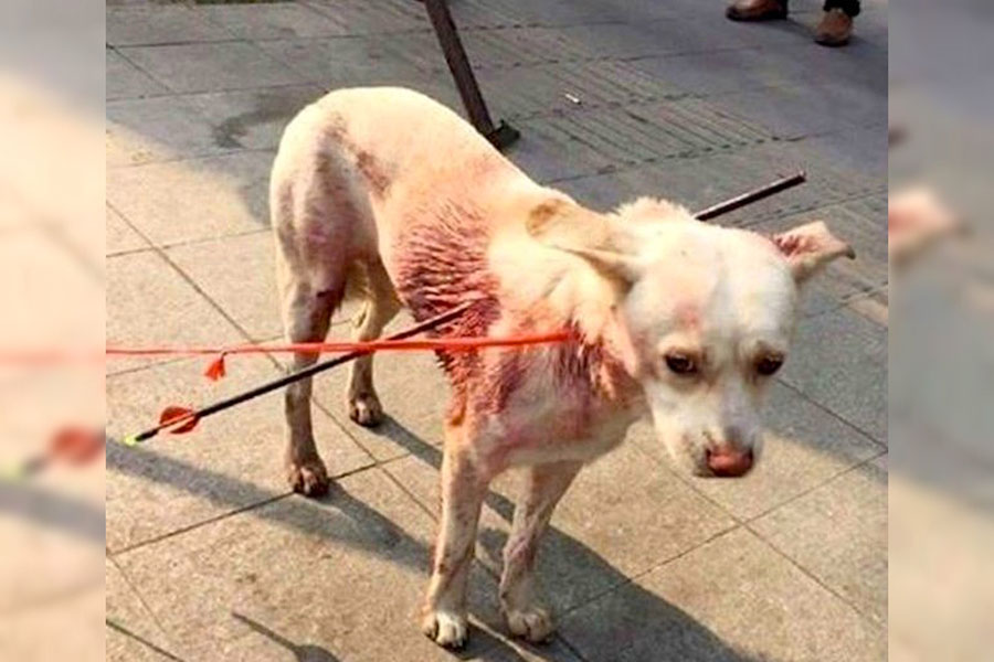 Este perro se recupera milagrosamente después de que le dispararan dos veces con flechas