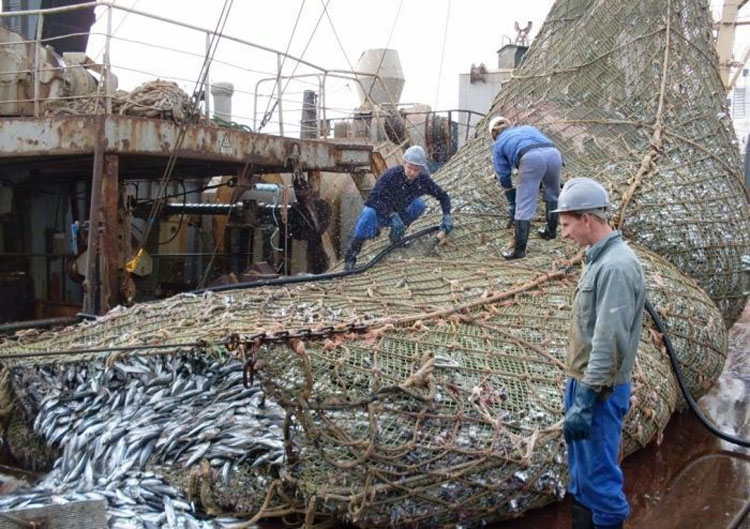 Estos pescadores encontraron algo inesperado (y muy grande) en su red de pesca