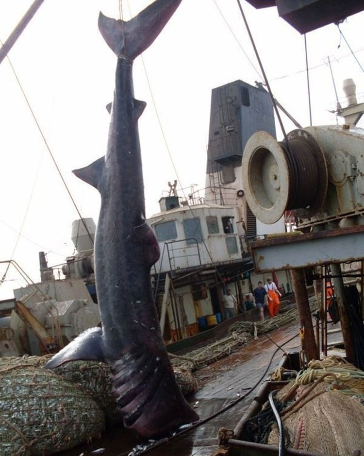 Estos pescadores encontraron algo inesperado (y muy grande) en su red de pesca