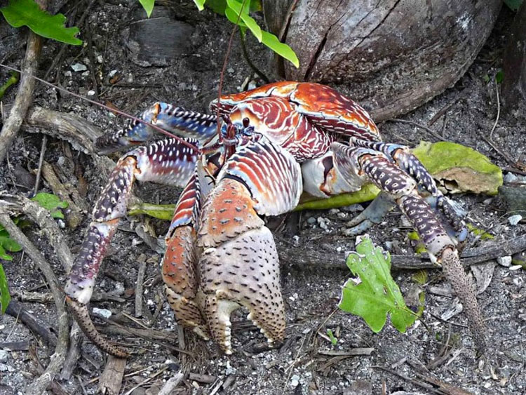 Se ha encontrado una aterradora teoría sobre los cangrejos cocoteros - Y no es agradable