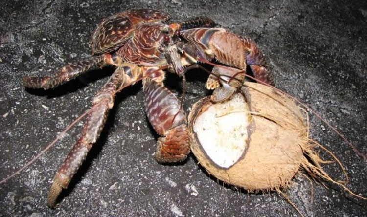 Se ha encontrado una aterradora teoría sobre los cangrejos cocoteros - Y no es agradable