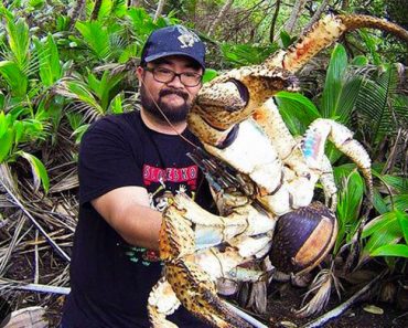 Se ha encontrado una aterradora teoría sobre los cangrejos cocoteros - Y no es agradable 1