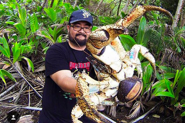 Se ha encontrado una aterradora teoría sobre los cangrejos cocoteros - Y no es agradable