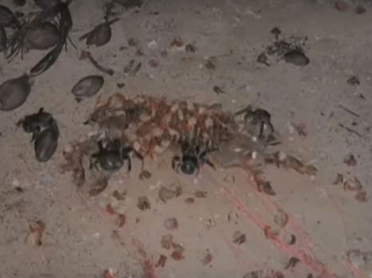 Se ha encontrado una aterradora teoría sobre los cangrejos cocoteros - Y no es agradable