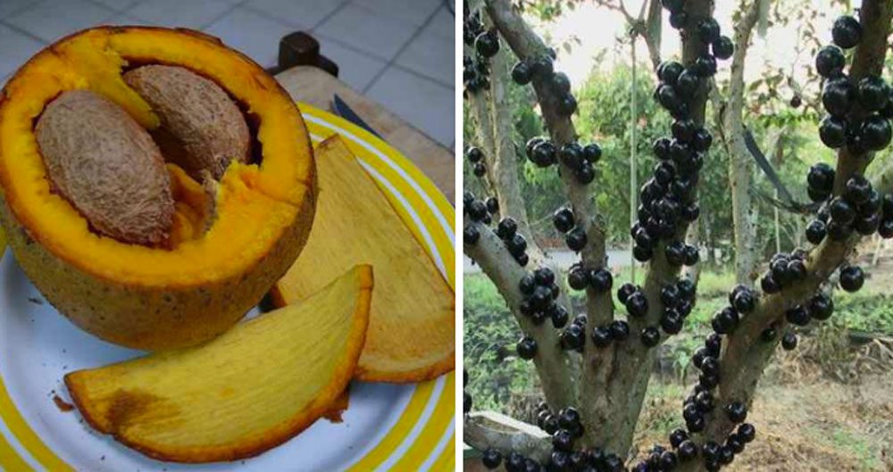 Estas 20 frutas de todo el mundo son tan extrañas que la mayoría de la gente no sabe que existen