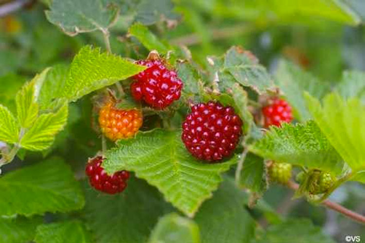 Estas 20 frutas de todo el mundo son tan extrañas que la mayoría de la gente no sabe que existen