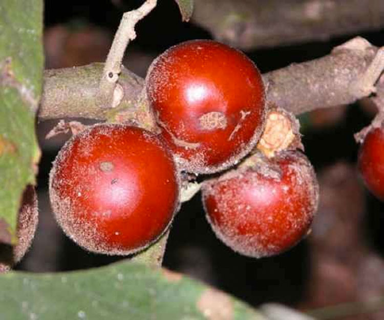 Estas 20 frutas de todo el mundo son tan extrañas que la mayoría de la gente no sabe que existen