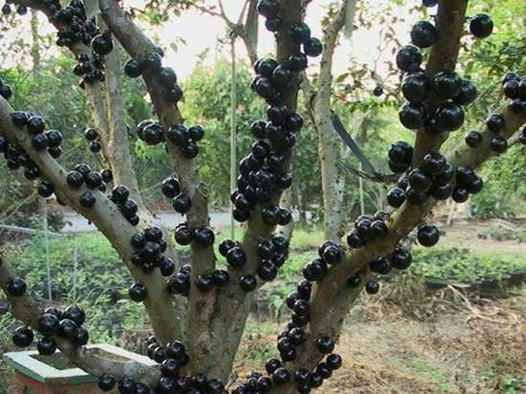 Estas 20 frutas de todo el mundo son tan extrañas que la mayoría de la gente no sabe que existen