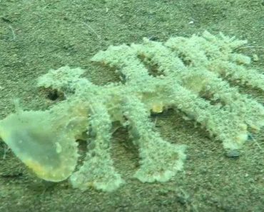 ¿Qué es esta extraña e inquietante criatura submarina que se ha hecho viral?