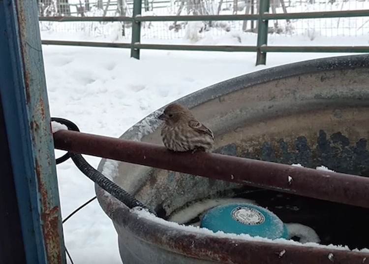 Encuentra a un pájaro con las patas congeladas y pegadas a una tubería. Su ingenioso rescate se hace viral