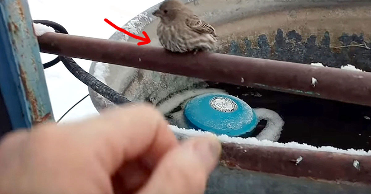 Encuentra a un pájaro con las patas congeladas y pegadas a una tubería. Su ingenioso rescate se hace viral