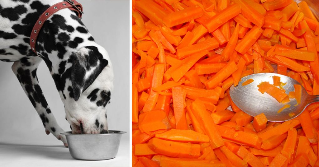 8 alimentos saludables con los que debes alimentar a tu perro